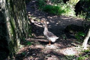 Καταρράκτης Φόνισσας Μυλοπόταμος